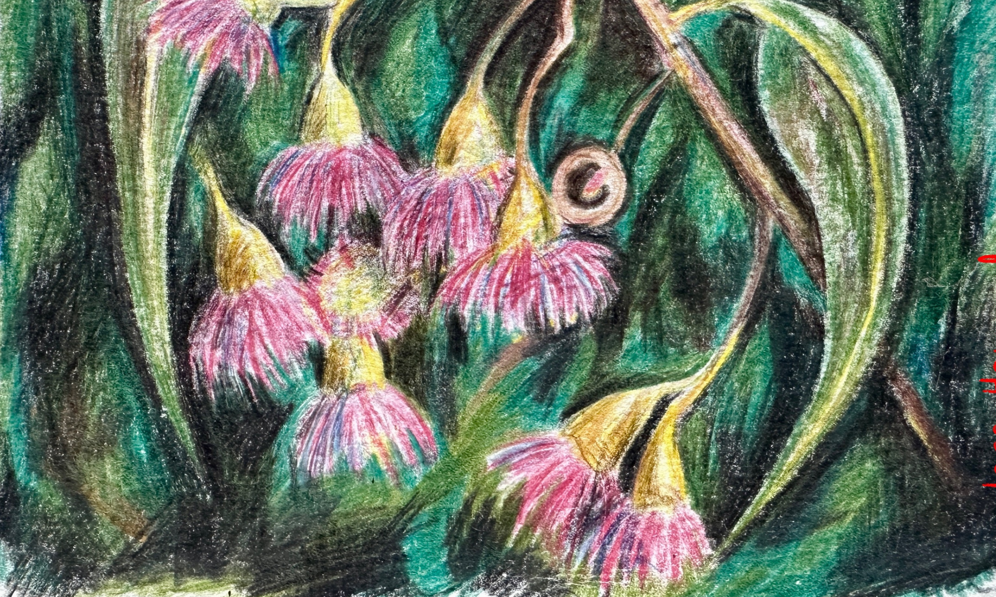 Dahl Fellowship with Eucalypt Australia: 2025 